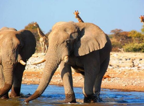 African Safari Tours &#038; Holidays, Safari World Tours