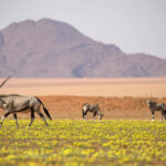 Tierwelt in Namibia
