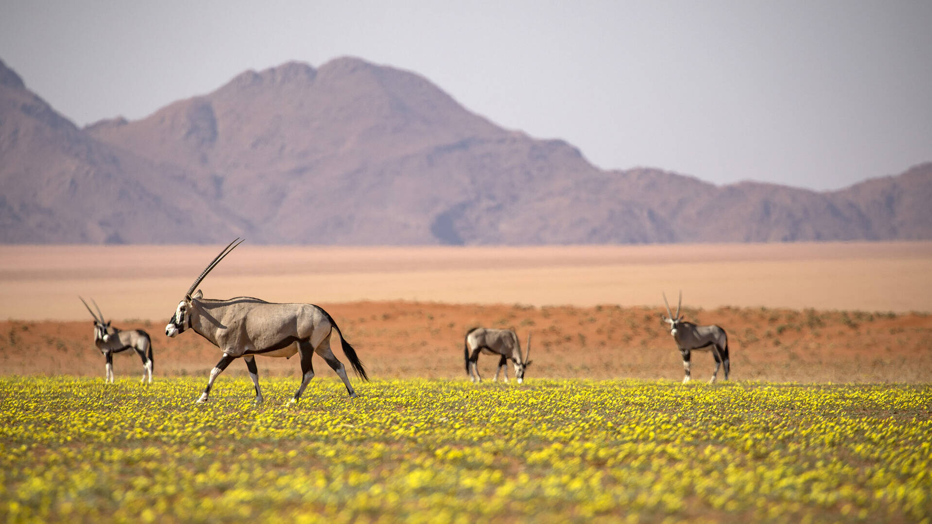 Wildlife in Namibia