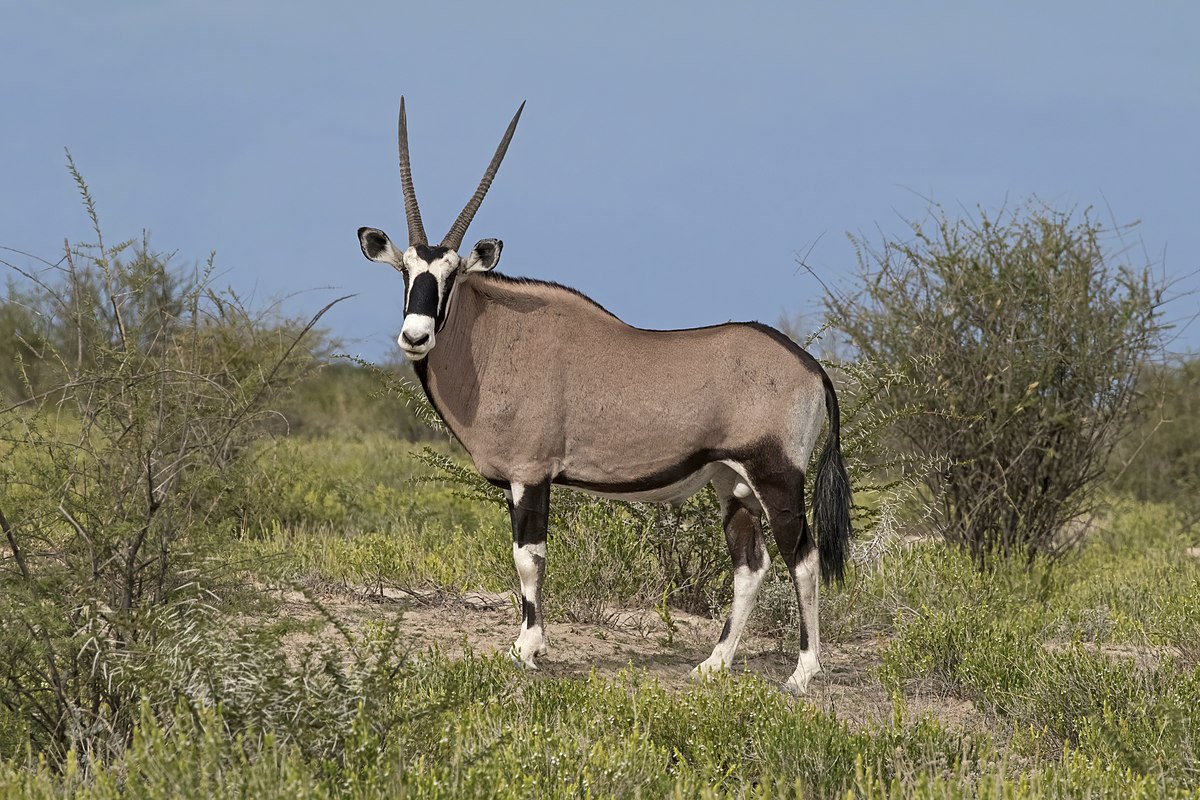 Tierwelt in Namibia , Safari-Weltreisen
