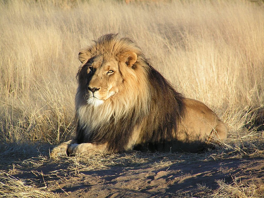 Wildlife in Namibia, Safari World Tours