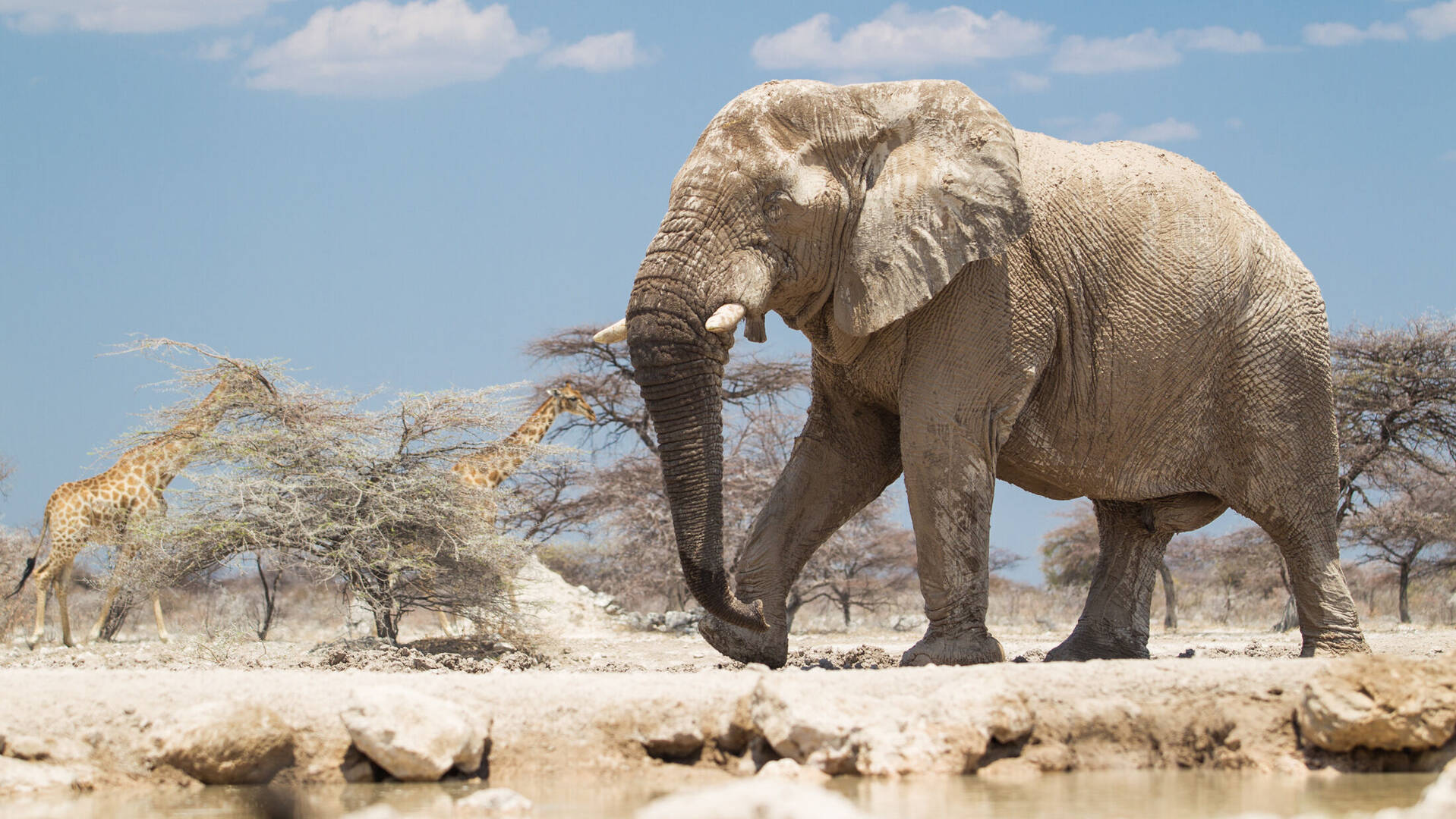 Wildlife In Namibia Safari World Tours