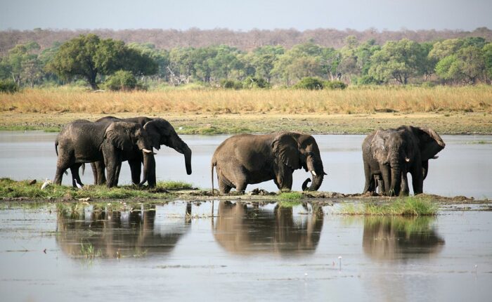 Elephant Sands Botswana