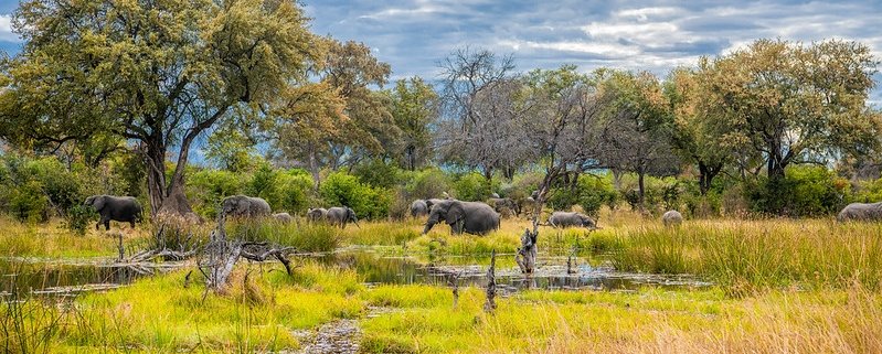 Game Drives in Moremi National Park &#038; Boat Cruise in Okavango Delta, Safari World Tours