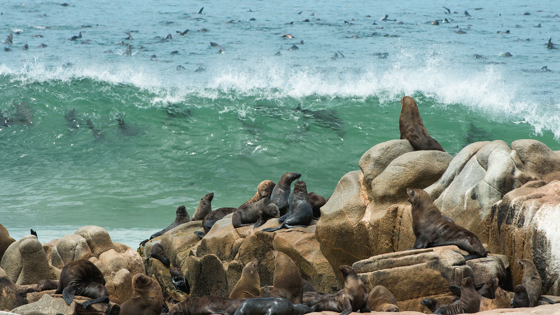 Cape Cross seal colony on the Skeleton Coast Swakopmund