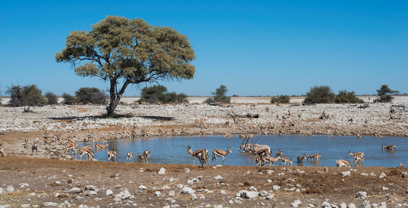 WILDLIFE AT ETOSHA NATIONAL PARK IN 2023, Safari World Tours