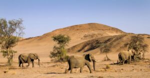 desert elephant desert elephant