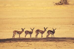 kalahari