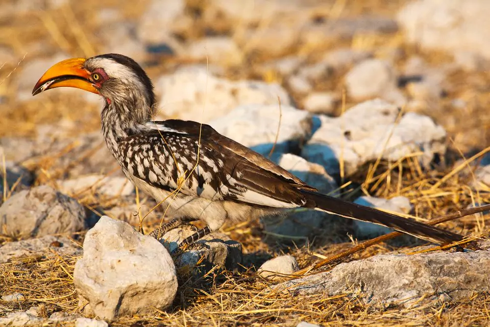 Famous bird species in Etosha National Park, Safari World Tours