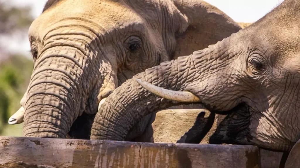 ENDANGERED ELEPHANTS OF (NAMIBIA) IN 2024, Safari World Tours