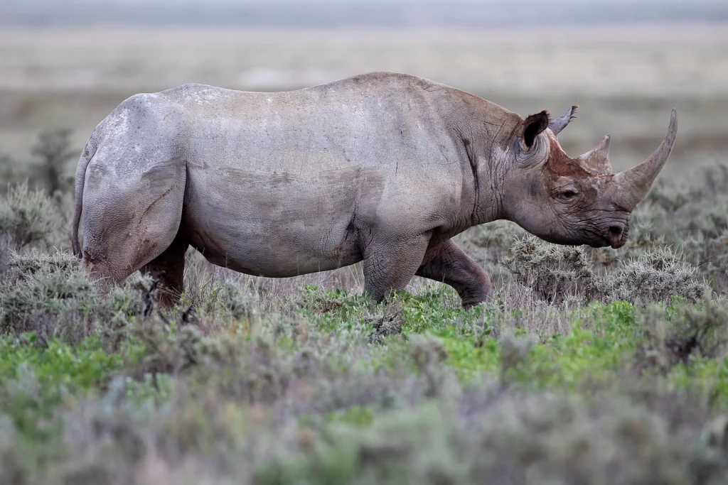 DIFFERENCE BETWEEN BLACK AND WHITE RHINOS IN NAMIBIA, Safari World Tours