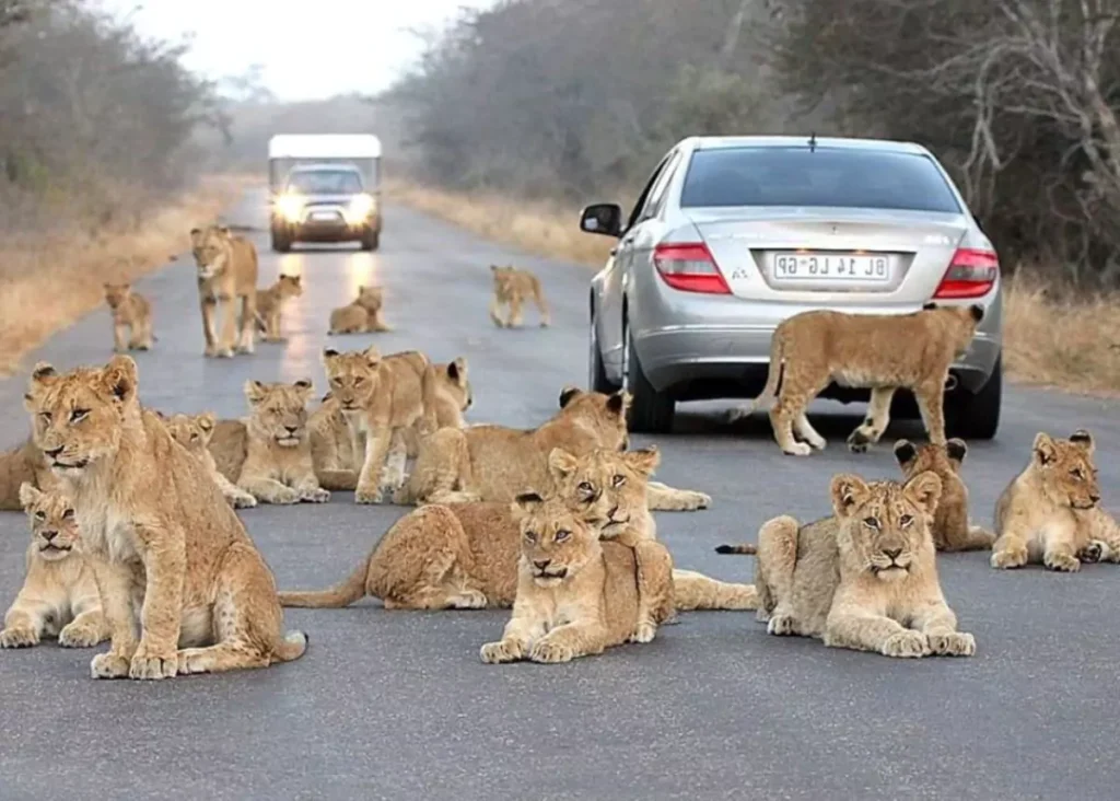 THE ANIMAL KINGDOM OF KRUGER NATIONAL PARK IN 2024, Safari World Tours