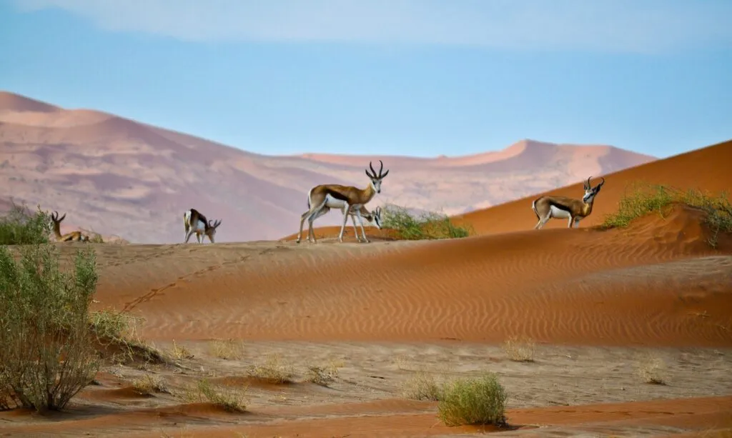 The Incredible Kalahari Desert 2024, Safari World Tours