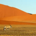 The Incredible Kalahari Desert