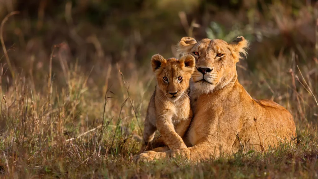 LION, THE KING OF THE JUNGLE (NAMIBIA), Safari World Tours