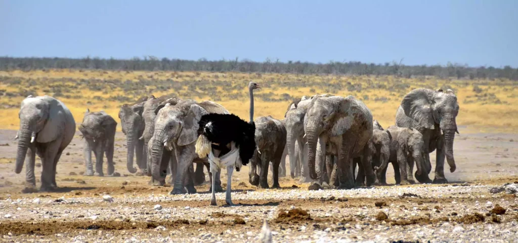 Is it Safe to Travel to Namibia?, Safari World Tours