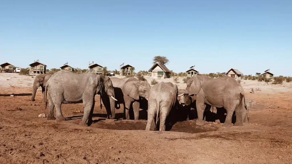Travel diaries – Elephant gaze at Nata in Botswana, Safari World Tours