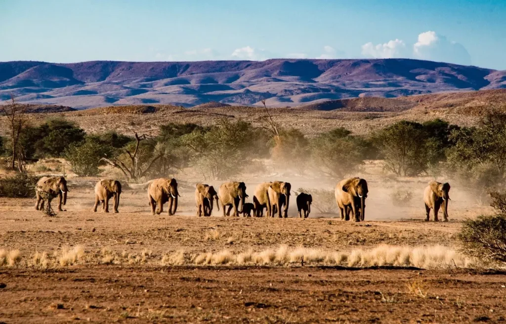 Game Drives in Namibia, Safari World Tours