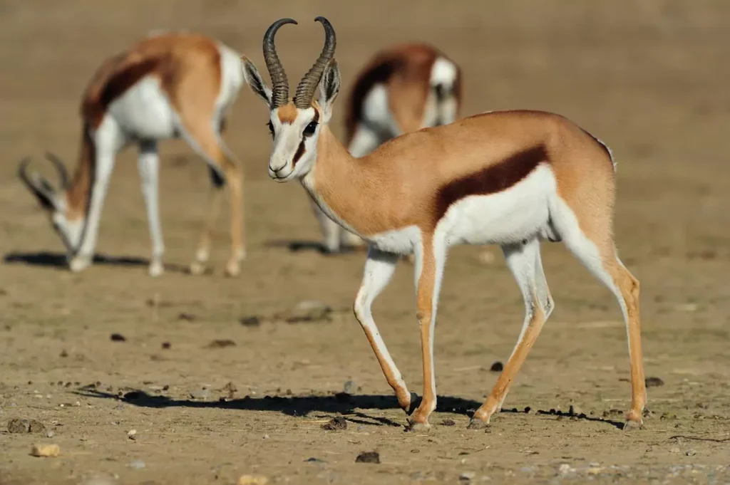 Wildlife in Namibia, Safari World Tours