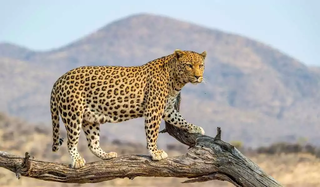 Wildlife In Namibia Safari World Tours