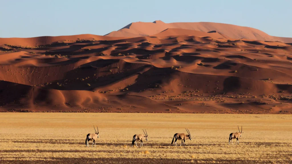 Why Choose Namibia if you want to do a Photographic Tour?, Safari World Tours