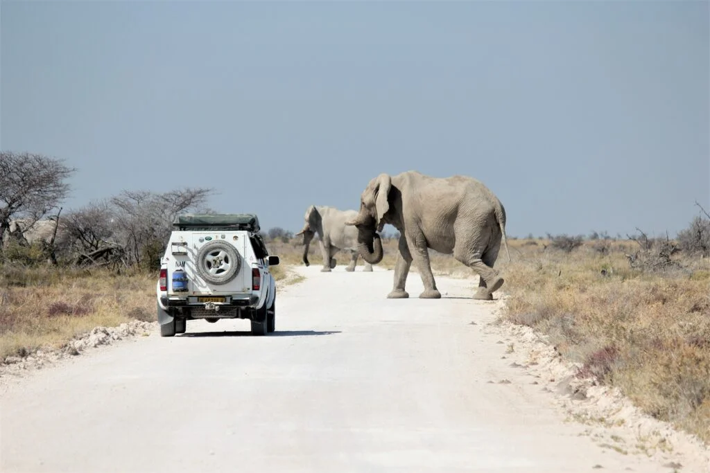 Namibia The Ultimate African Adventure Experience 2024!, Safari World Tours