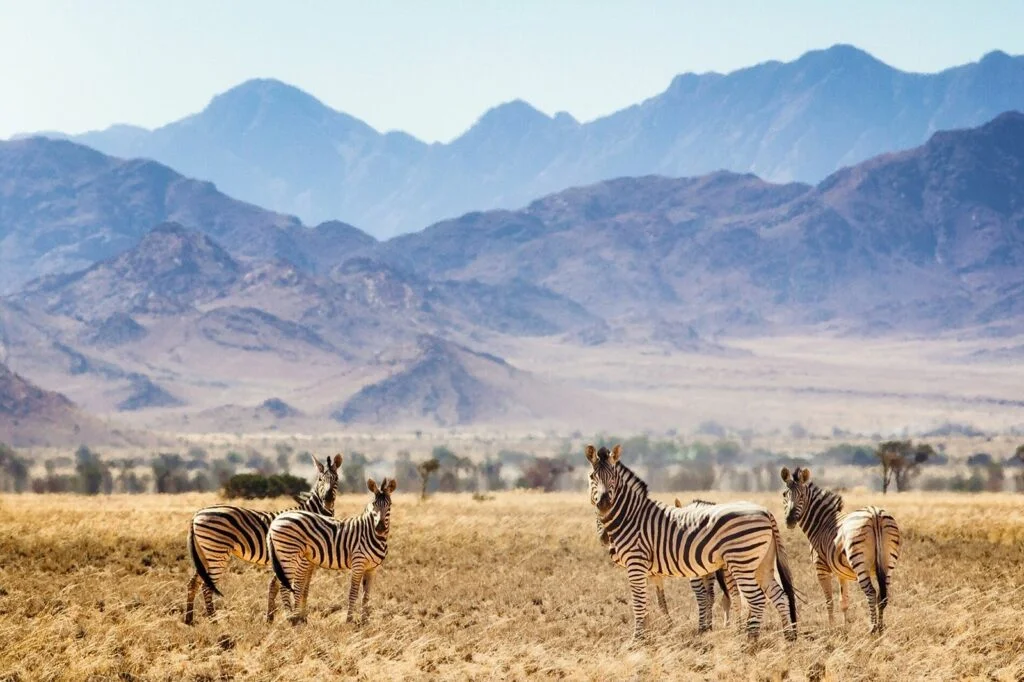 Essential Things To Know Before Your Namibia Safari Trip In 2024!, Safari World Tours