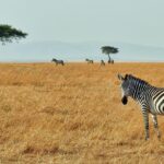 African Safari Questions.