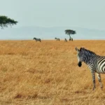 Questions asked by Travelers about a Safari