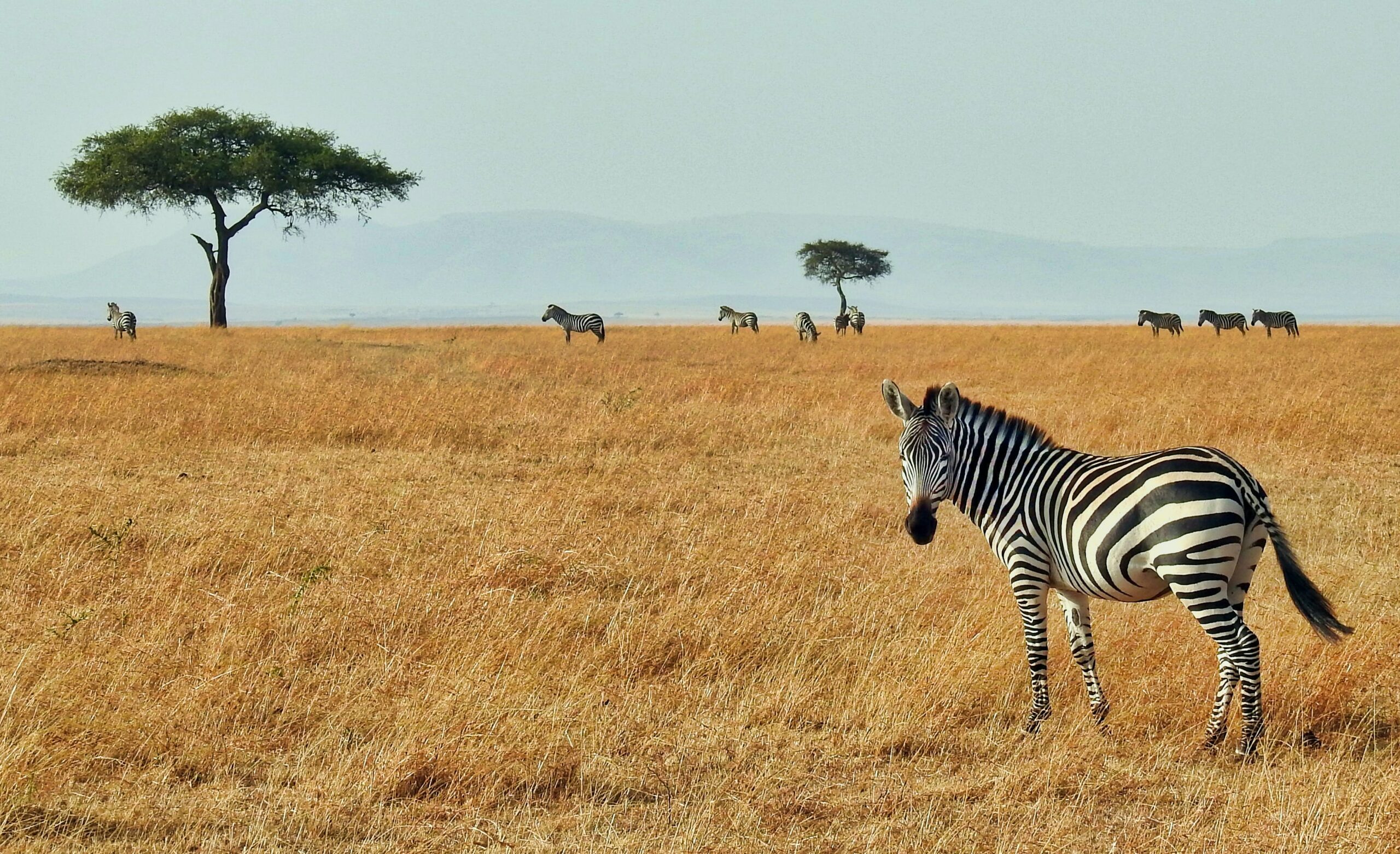 10 Common Questions asked by Travelers about a Safari in Africa (2023)