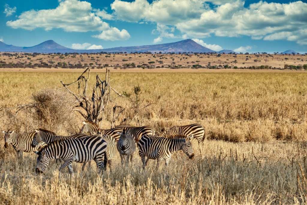 Top 10 National Parks in Africa for Wildlife 2023-2024, Safari World Tours