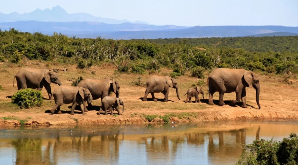 Here&#8217;s how BIG 5 can be witnessed in Africa!, Safari World Tours