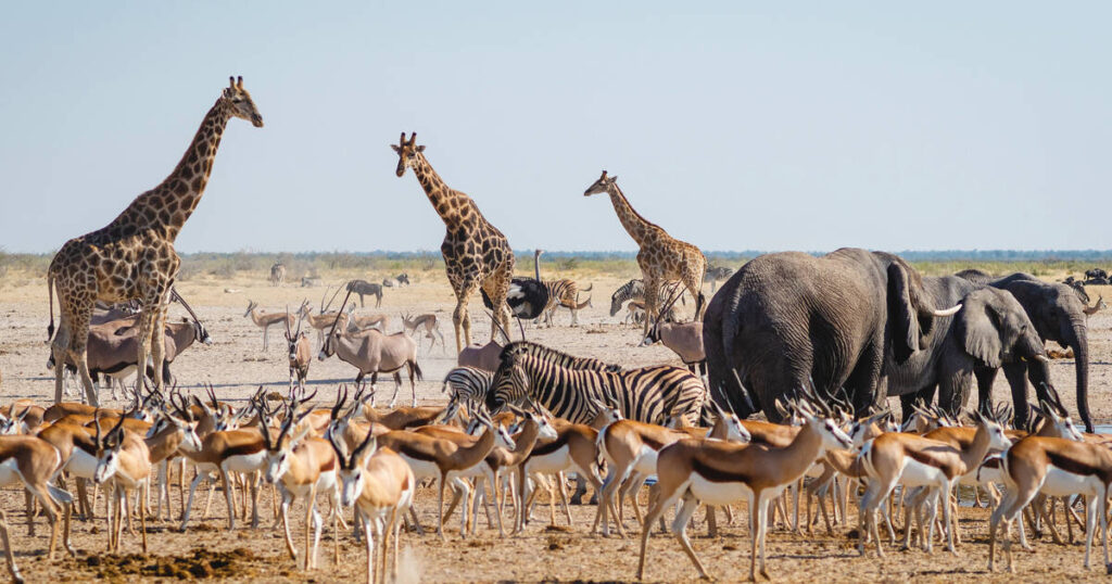 Berühmte Vogelarten im Etosha Nationalpark , Safari-Weltreisen