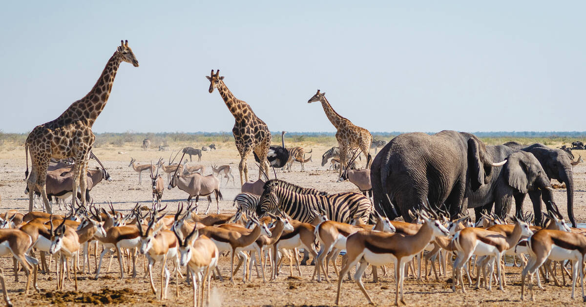 Afrikanische Safari-Touren und Ferien , Safari-Weltreisen