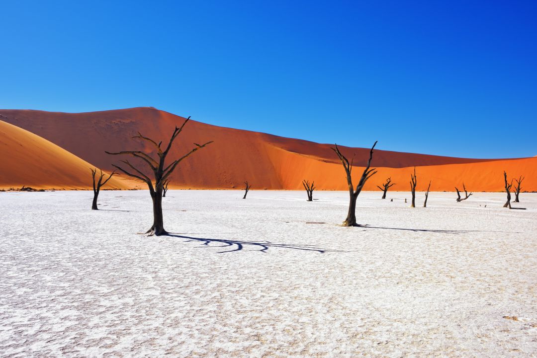 Afrikanische Safari-Touren und Ferien , Safari-Weltreisen