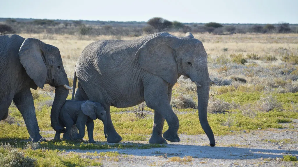 The Experience Is Still the Same Is It Still Safe to Travel to Namibia Right Now in 2026?, Safari World Tours