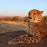 1 Day Cheetah Feeding & Wildlife Game Drive