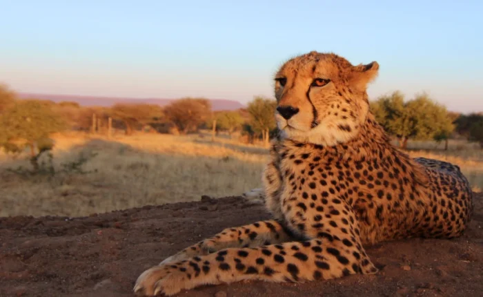 1 Day Cheetah Feeding & Wildlife Game Drive