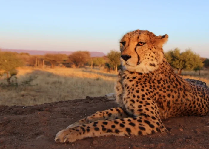 1 Day Cheetah Feeding & Wildlife Game Drive