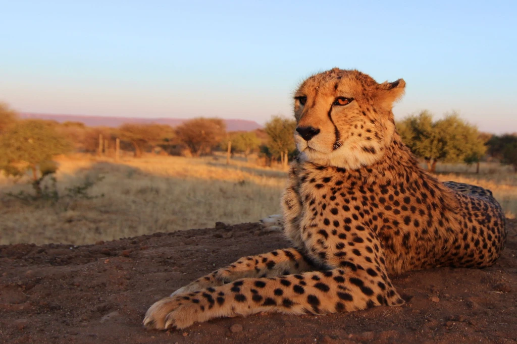 1 Day Cheetah Feeding & Wildlife Game Drive