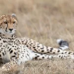 1 Day (Half Day) Carnivore Feeding Tour