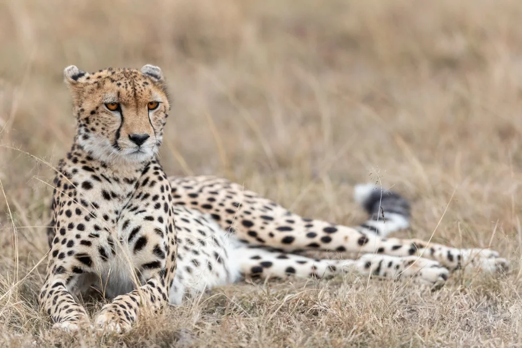 African Safari Tours & Holidays, Safari World Tours