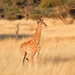 1 Tag (halber Tag) Okapuka Game Ranch Drive