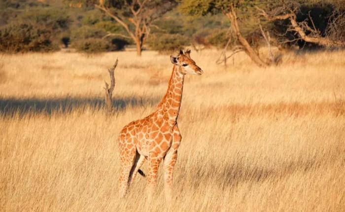 1 Day (Half Day) Okapuka Game Ranch Drive
