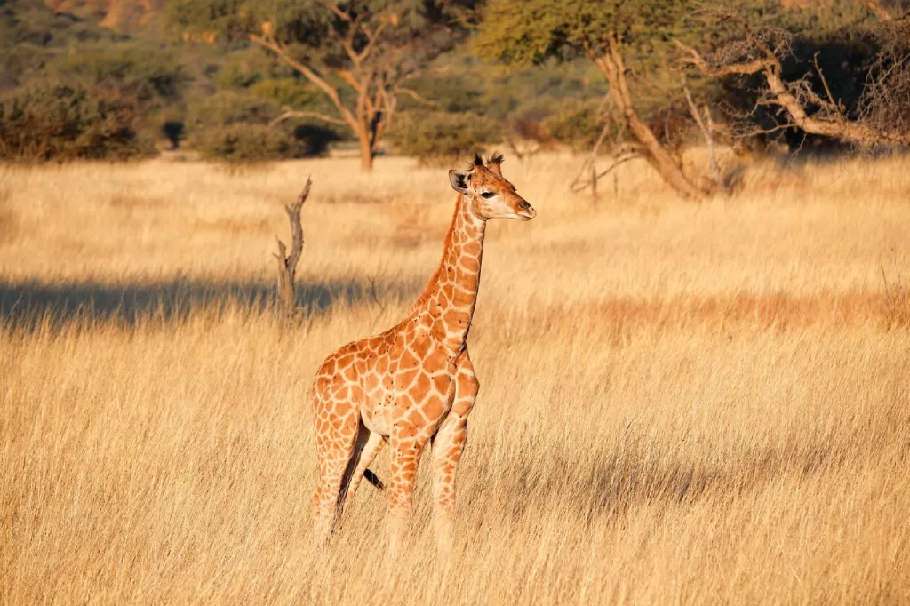 African Safari Tours & Holidays, Safari World Tours