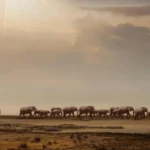 10-Day Windhoek Botswana and Victoria Falls Safari