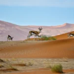 10 Days Kalahari Namib Desert and Skeleton Coast Safari