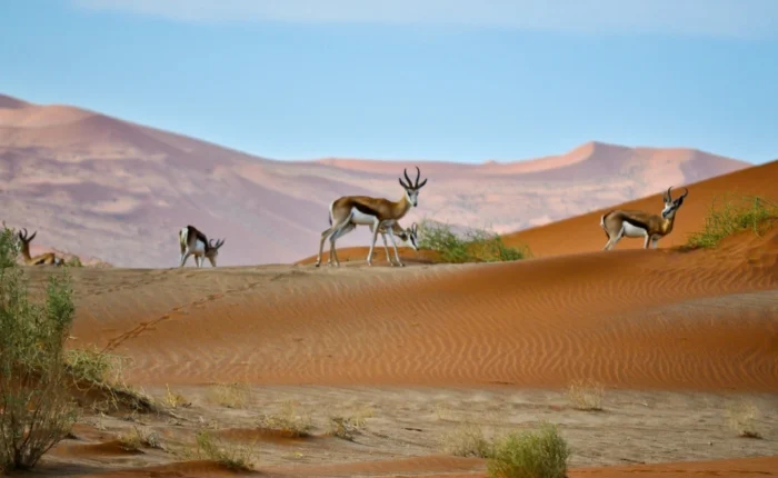 10 Days Kalahari Namib Desert and Skeleton Coast Safari