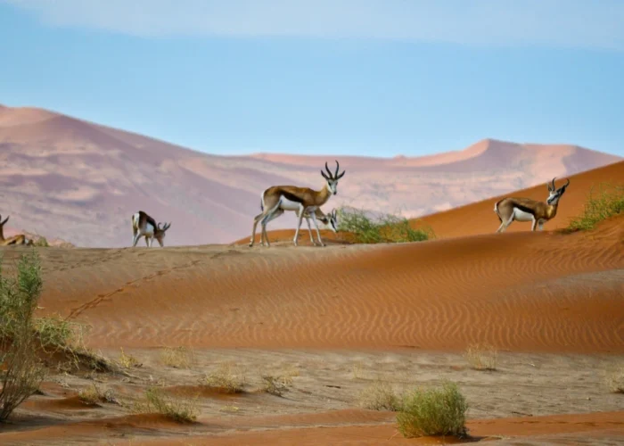 10 Days Kalahari Namib Desert and Skeleton Coast Safari