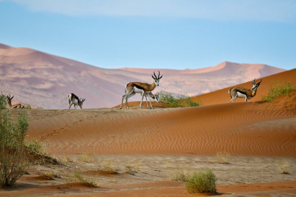 African Safari Tours & Holidays, Safari World Tours